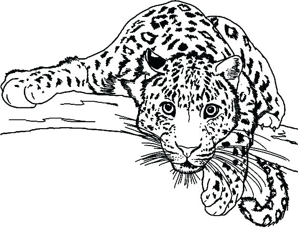 Baby Snow Leopard Coloring Pages at GetColorings.com | Free printable