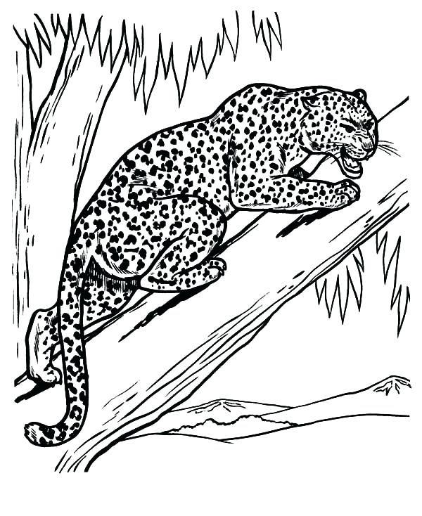 Baby Snow Leopard Coloring Pages at GetColorings.com | Free printable