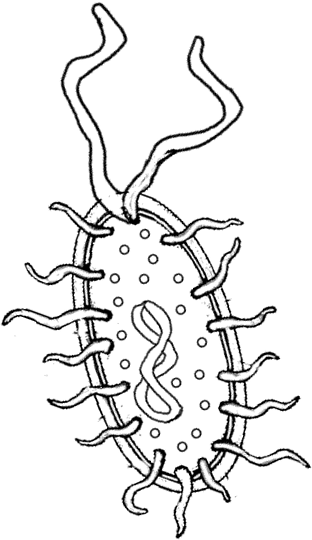 Bacteria Coloring Pages At Free Printable Colorings Pages To Print And Color 5132