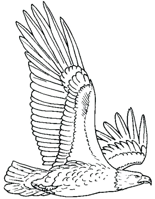 Bald Eagle Coloring Page at GetColorings.com | Free printable colorings