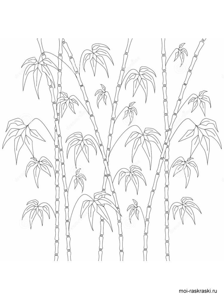 bamboo-coloring-pages-at-getcolorings-free-printable-colorings