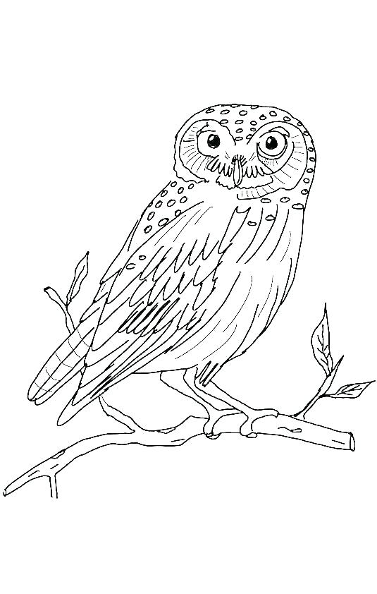 Barn Owl Coloring Page at GetColorings.com | Free printable colorings