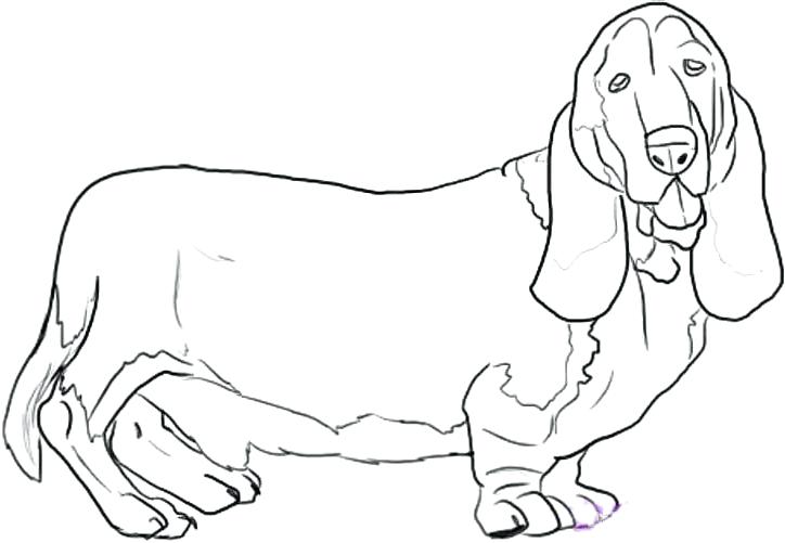 Basset Hound Dog Coloring Page Coloring Pages