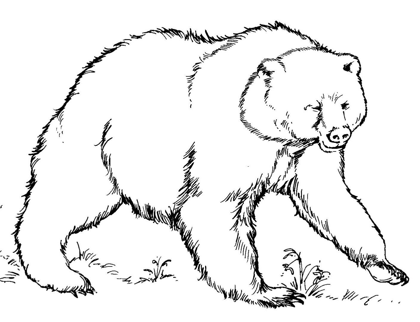 Bear Cub Coloring Pages at GetColorings.com | Free printable colorings