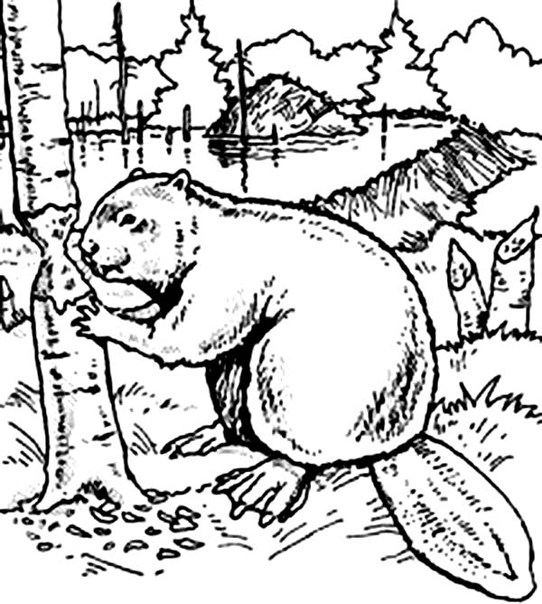 Beaver Coloring Page at GetColorings.com | Free printable colorings