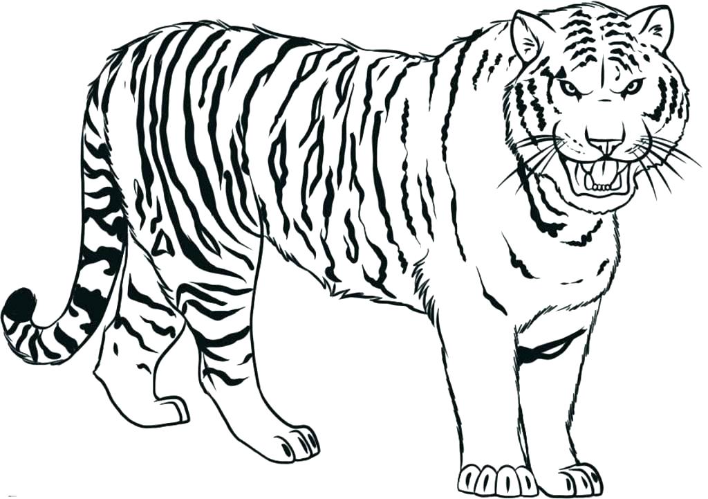 Bengal Tiger Coloring Page at GetColorings.com | Free printable