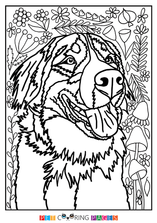 Bernese Mountain Dog Coloring Pages at GetColorings.com | Free