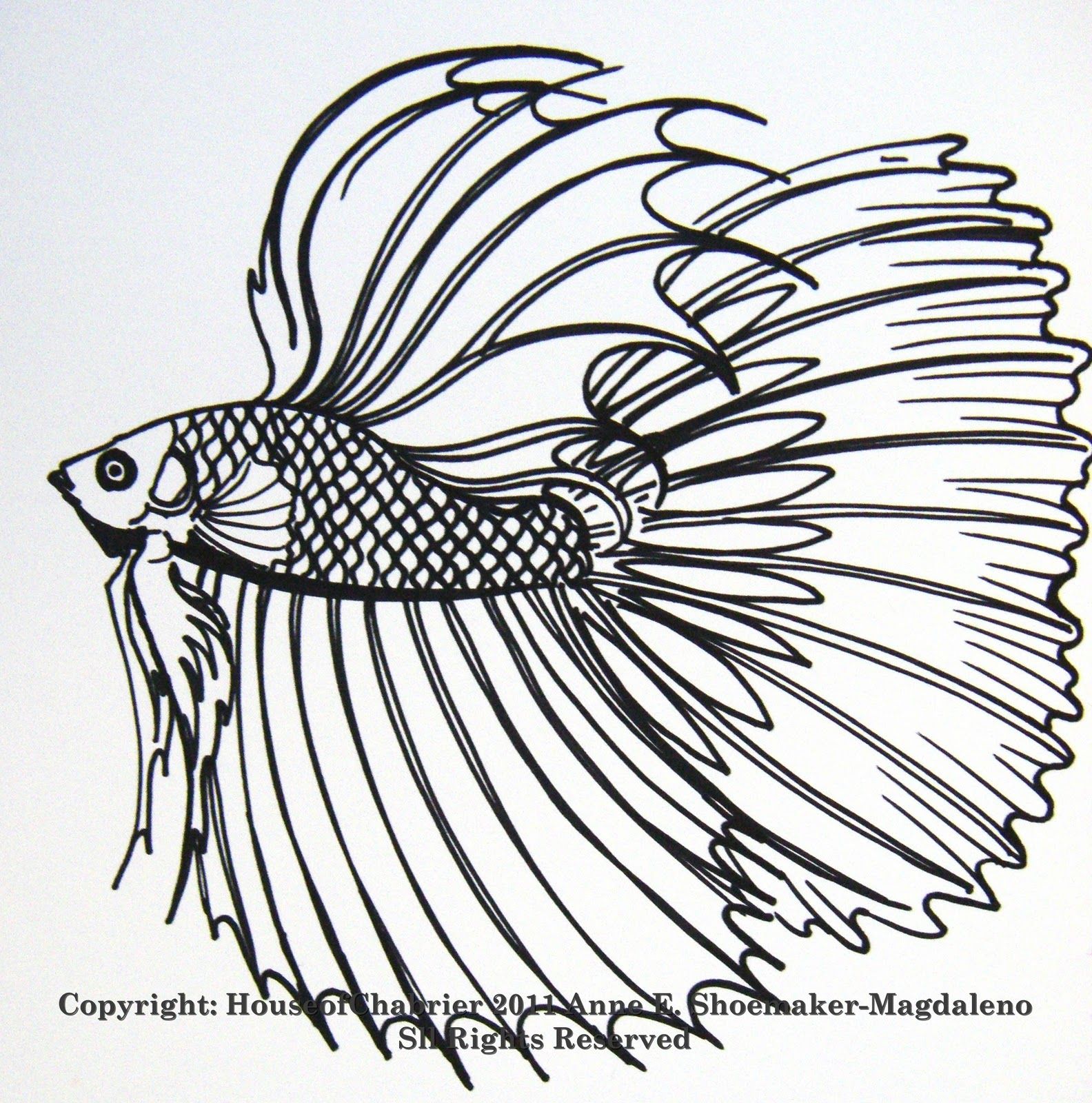 Betta Coloring Page at Free printable colorings