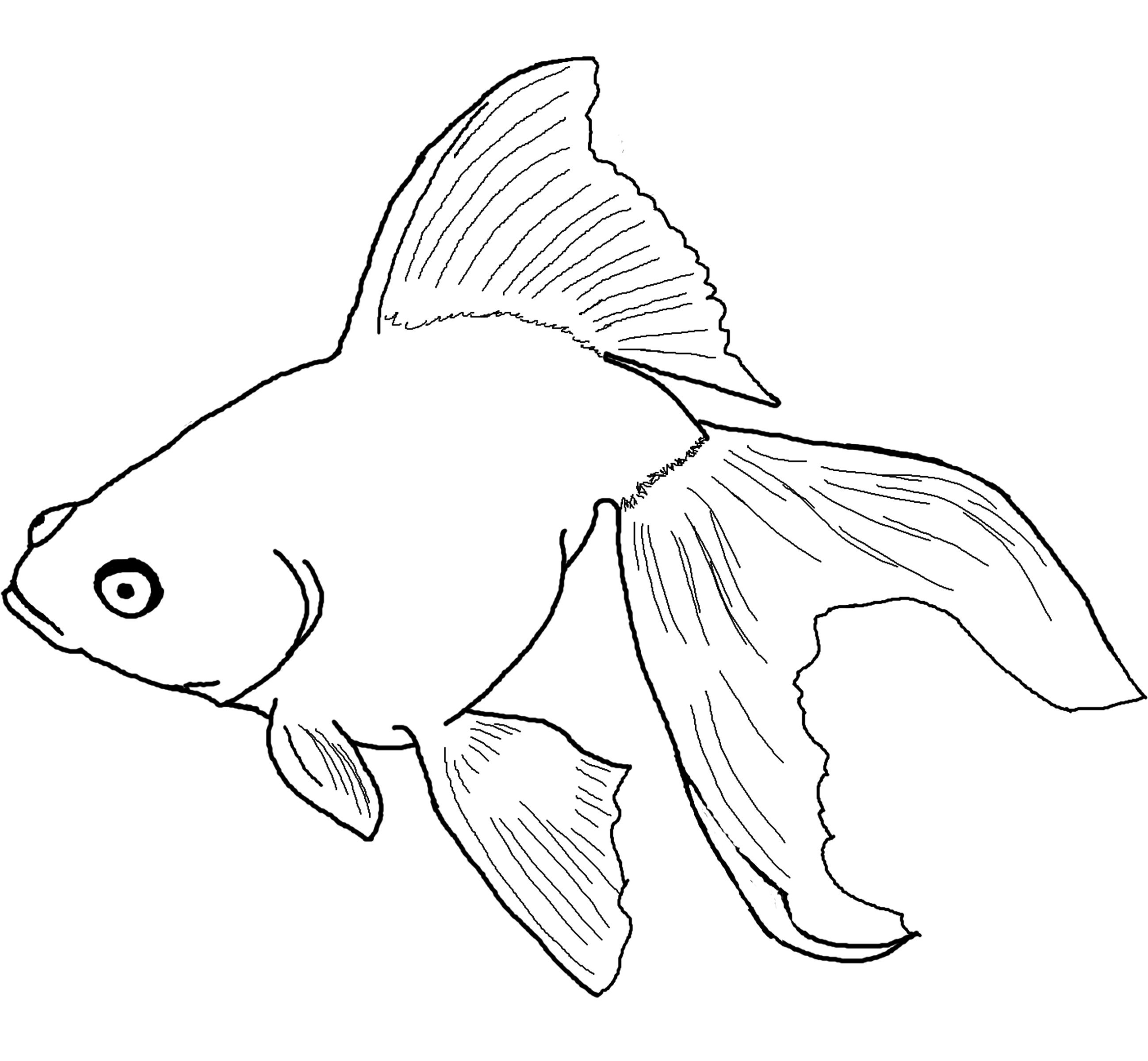 Simple Beta Fish Coloring Page for Kids
