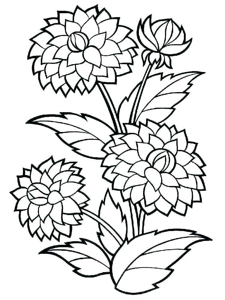 597 Simple Big Flower Coloring Pages with Printable