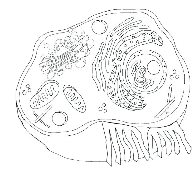 Biology Coloring Pages At GetColorings Free Printable Colorings 