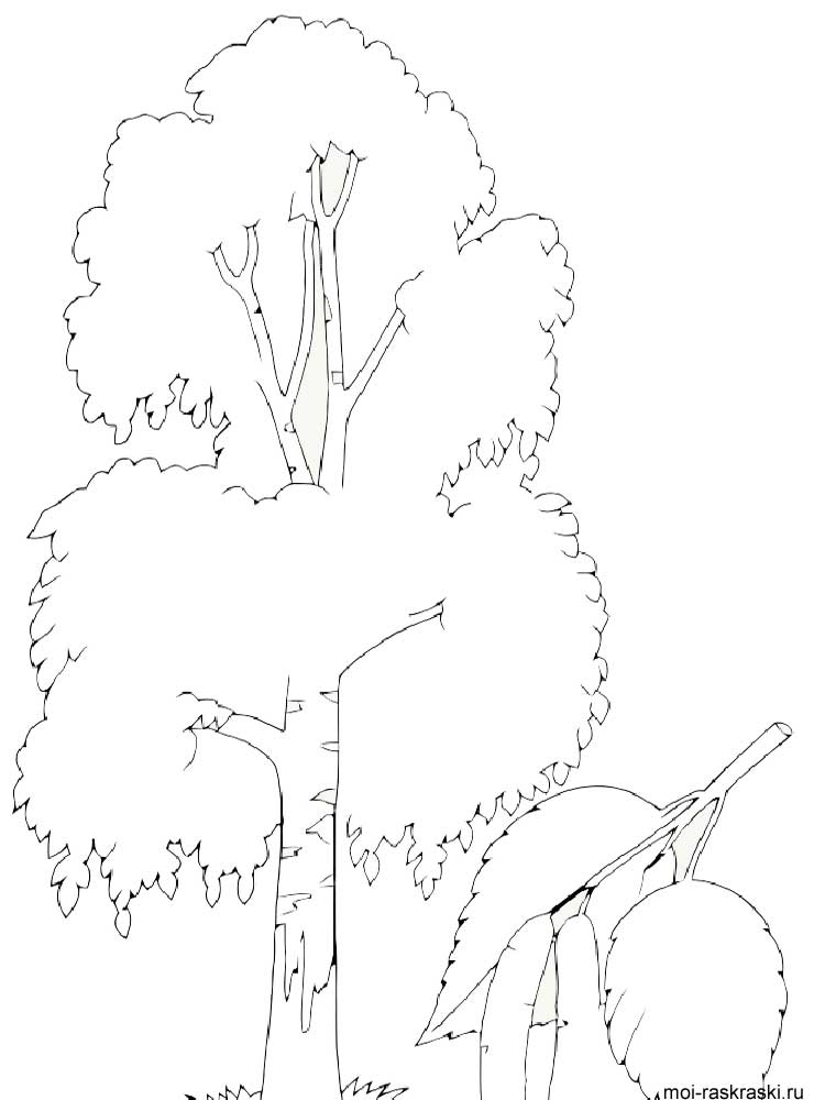 Birch Tree Coloring Page at GetColorings.com | Free printable colorings
