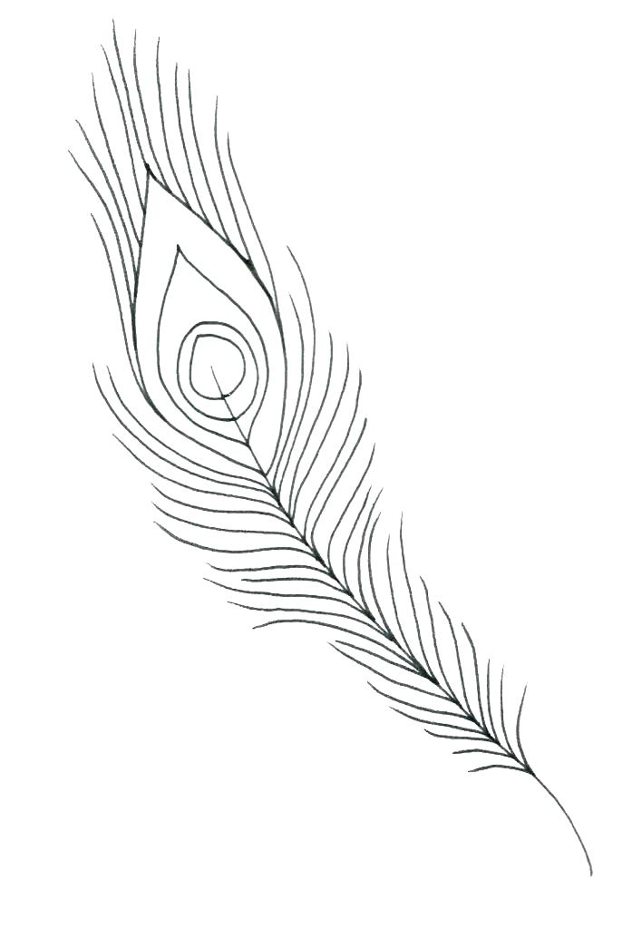 feather coloring drawing outline feathers turkey bird eagle peacock easy drawn sketch template getcolorings printable abstract getdrawings drawings paintingvalley