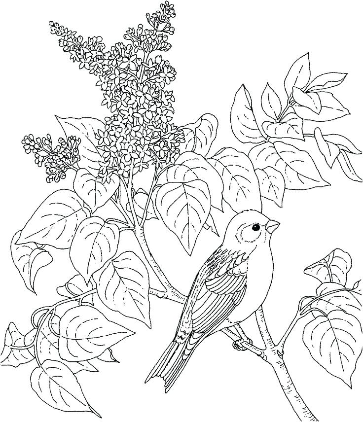 Birds And Flowers Coloring Pages At GetColorings Free Printable 