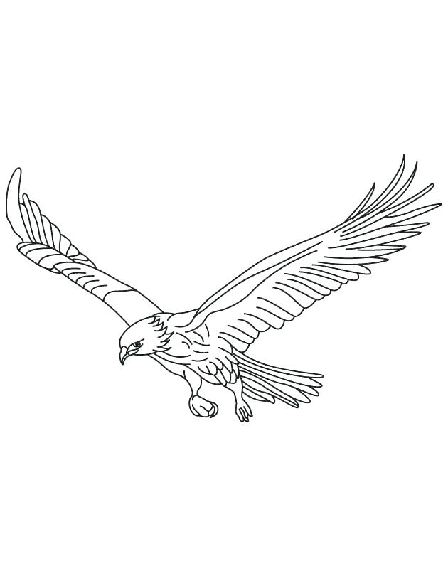 Birds Of Prey Coloring Pages at GetColorings.com | Free printable