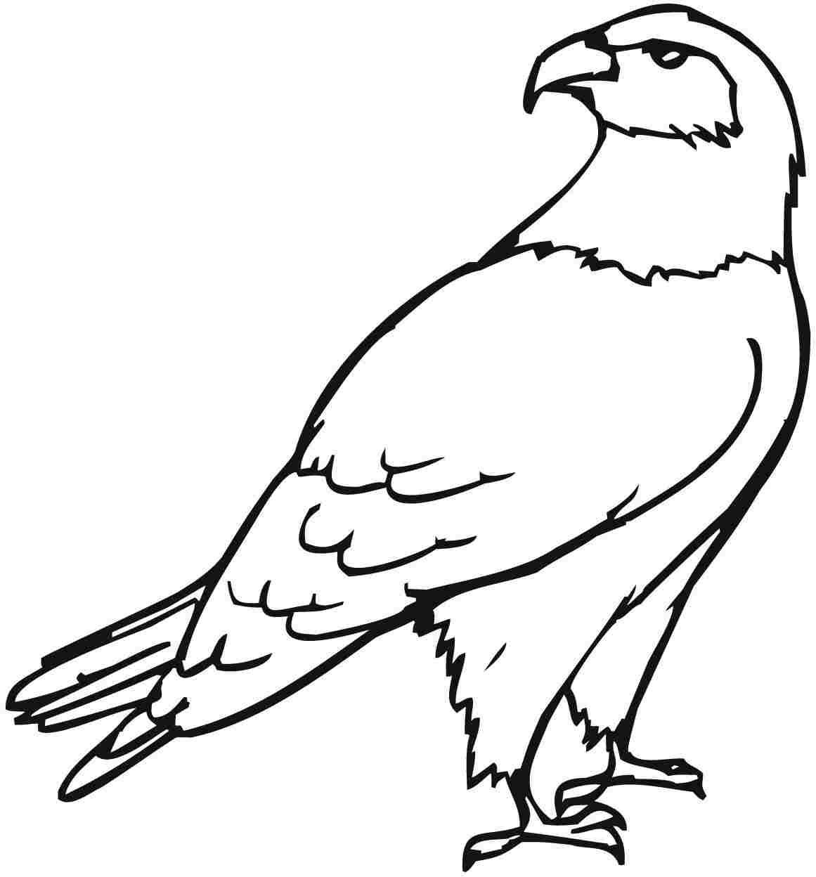 Birds Of Prey Coloring Pages at GetColorings.com | Free ...