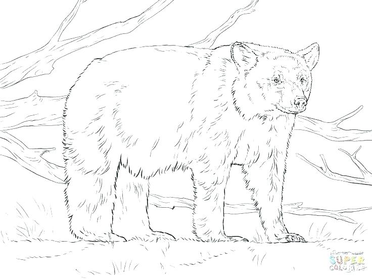 Black Bear Coloring Pages at GetColorings.com | Free printable