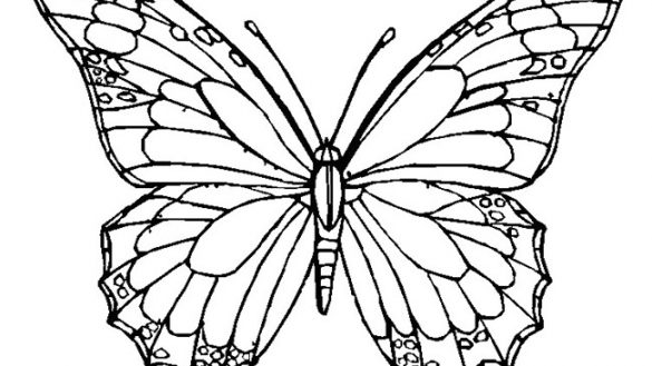 Blank Butterfly Coloring Pages at GetColorings.com | Free printable