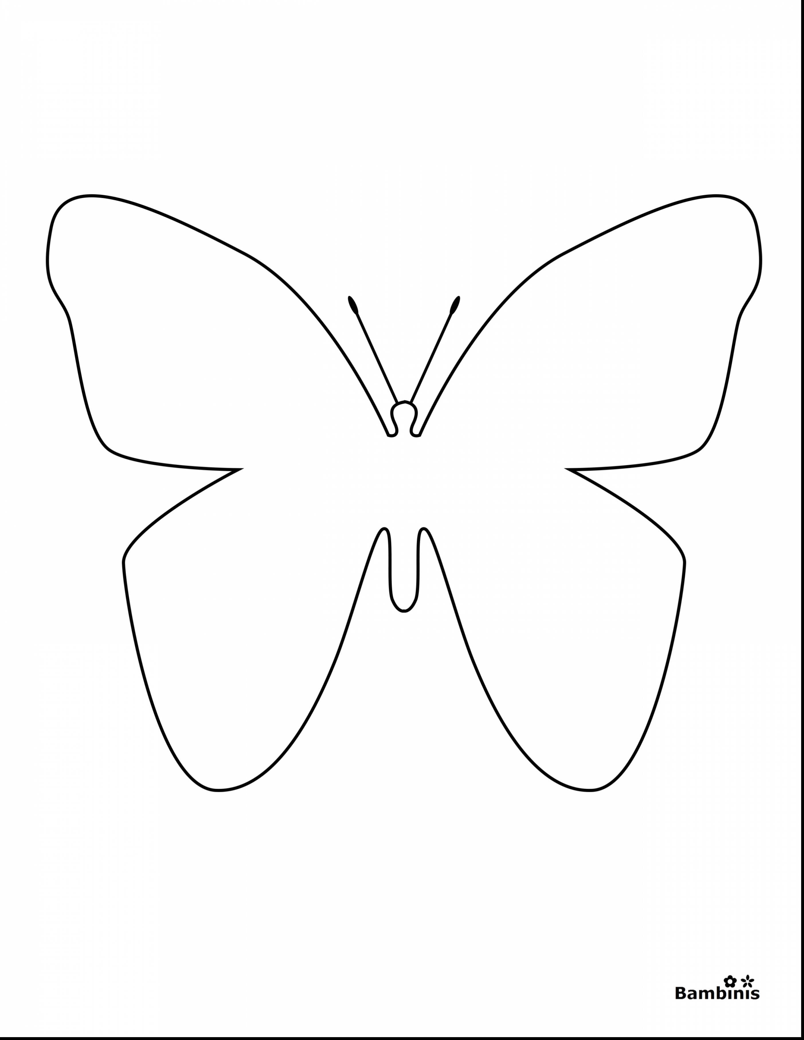 Blank Butterfly Coloring Pages At GetColorings Free Printable 