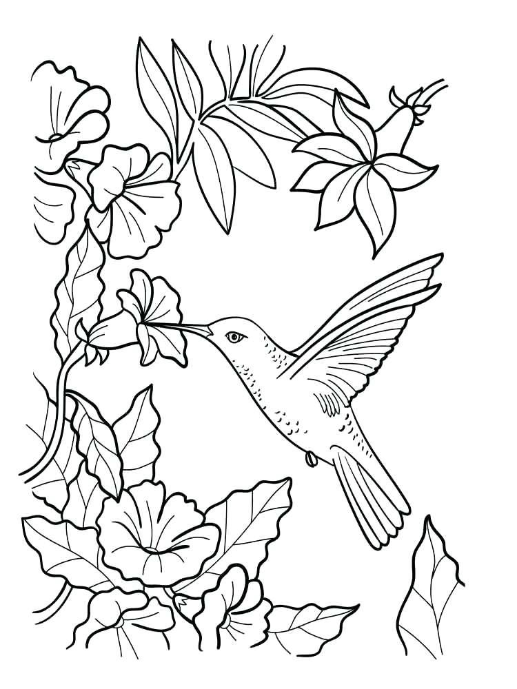 Blue Bird Coloring Pages at Free printable colorings
