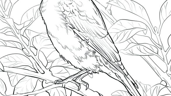 Blue Bird Coloring Pages At GetColorings.com | Free Printable Colorings ...