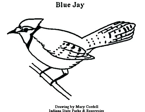Blue Jay Coloring Page at GetColorings.com | Free printable colorings