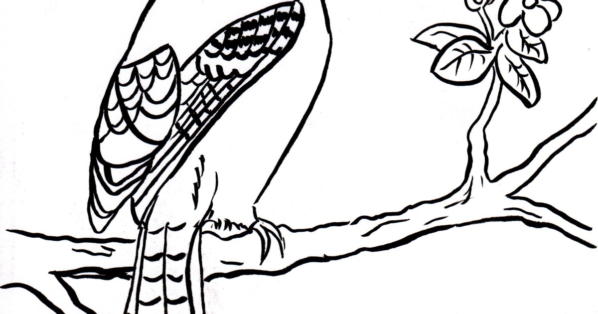 Blue Jay Coloring Page at GetColorings.com  Free printable colorings