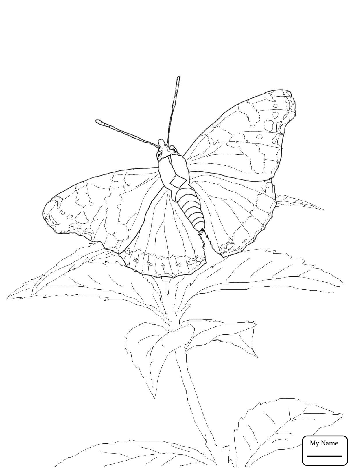 Blue Morpho Butterfly Coloring Page at GetColorings.com | Free