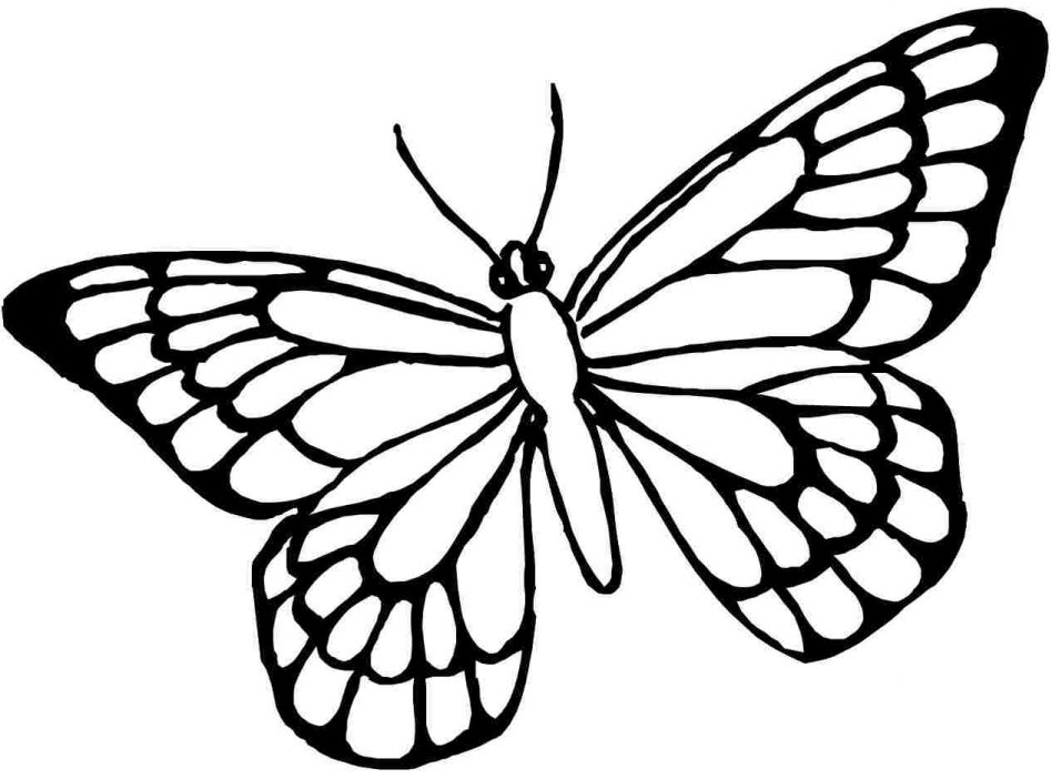 blue-morpho-butterfly-coloring-page-at-getcolorings-free