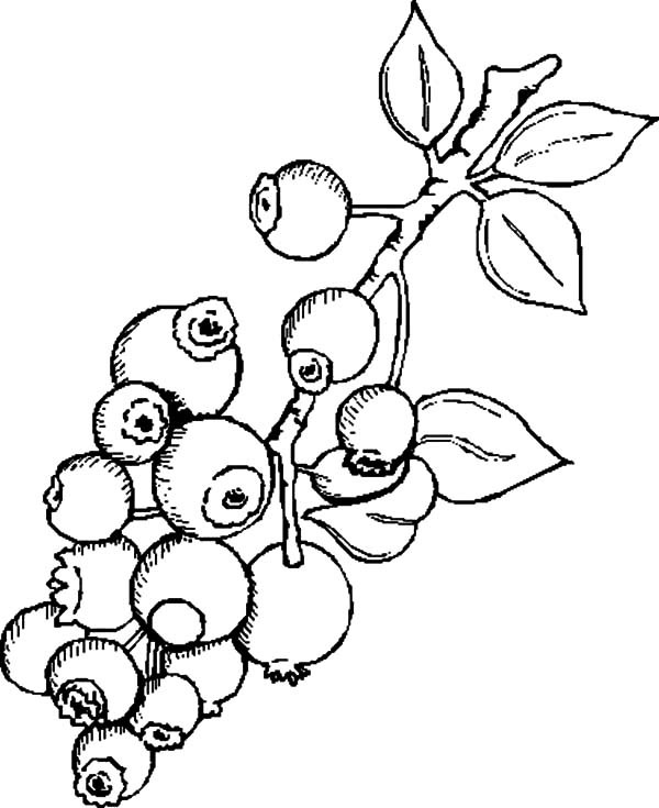 Blueberry Coloring Page at Free printable colorings