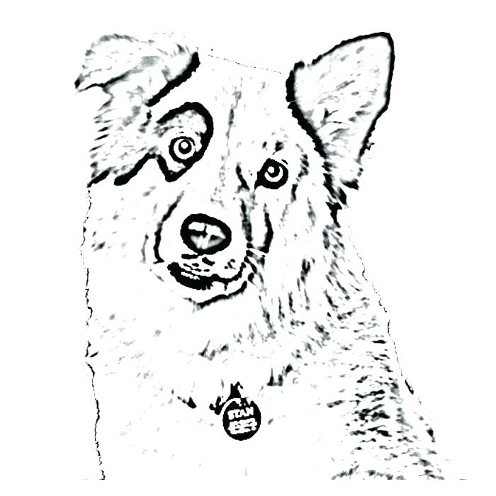 border-collie-coloring-pages-at-getcolorings-free-printable-colorings-pages-to-print-and-color