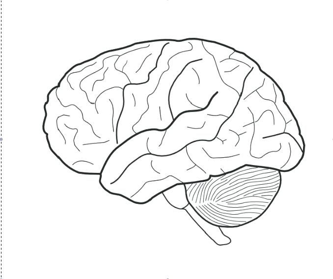 Brain Anatomy Coloring Pages at GetColorings.com | Free printable