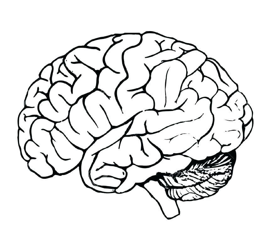 Brain Coloring Page At Getcolorings.com | Free Printable Colorings