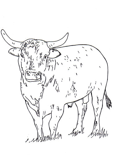 Bucking Bull Coloring Pages at GetColorings.com | Free printable