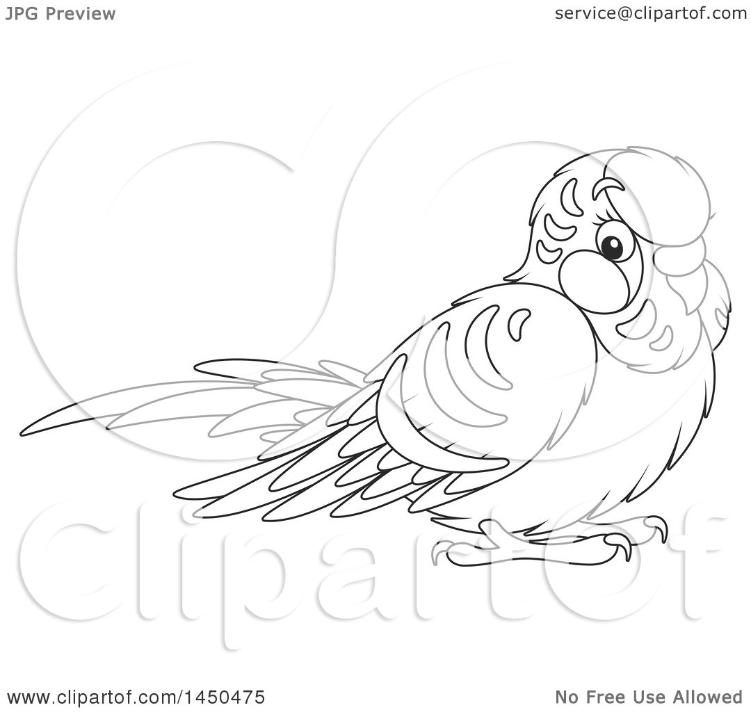 Budgie Coloring Pages at GetColorings.com | Free printable colorings