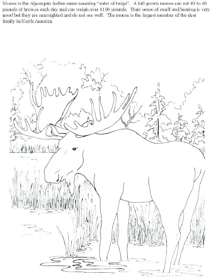 Bull Elk Coloring Pages at GetColorings.com | Free printable colorings