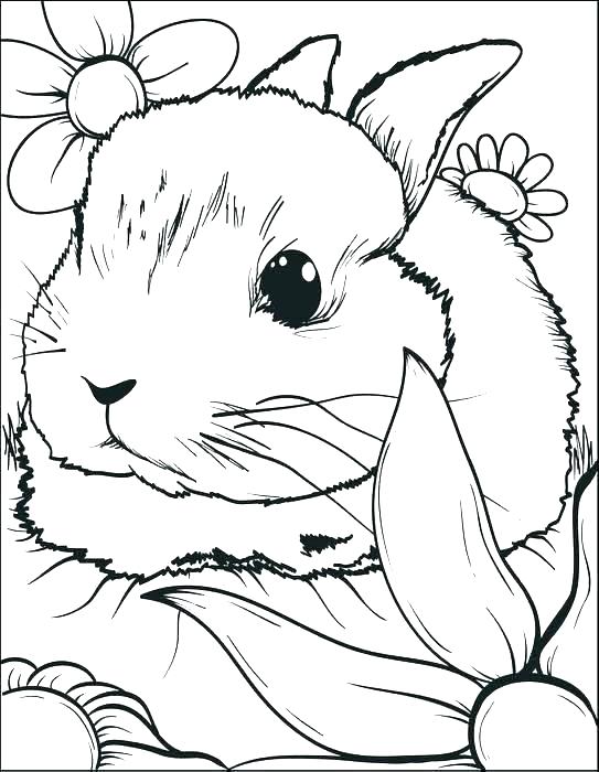 Bunny Coloring Pages At GetColorings Free Printable Colorings 