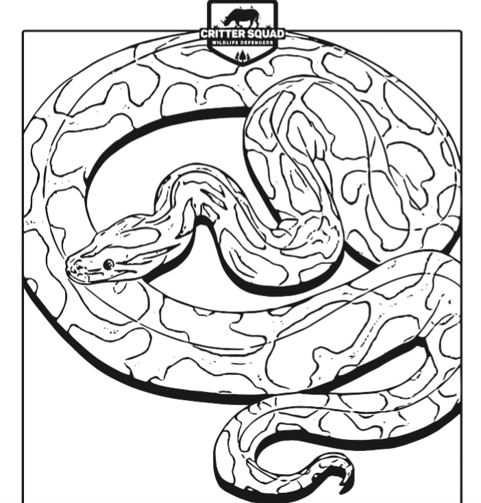 Burmese Python Coloring Page At GetColorings Free Printable Colorings Pages To Print And Color