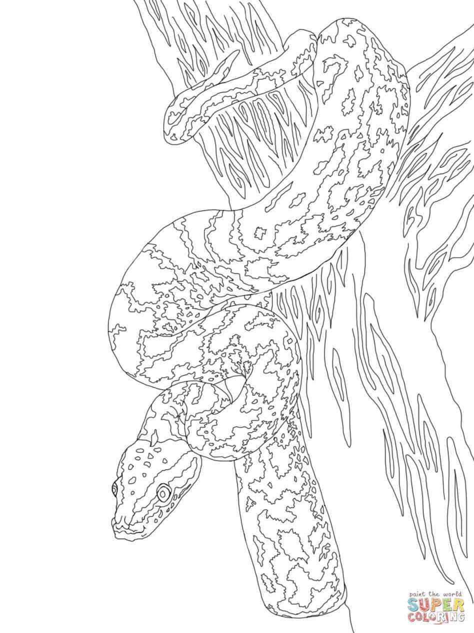 burmese-python-coloring-page-at-getcolorings-free-printable-colorings-pages-to-print-and-color