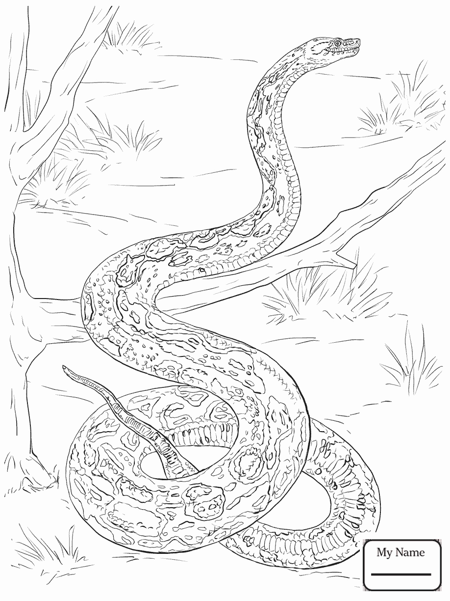 40+ ball python snake coloring pages for adults Python coloring ball getcolorings printable getdrawings