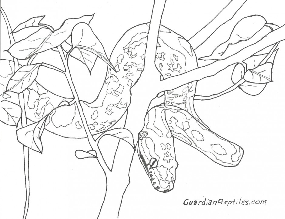 Burmese Python Coloring Page At GetColorings Free Printable 