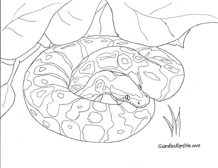 burmese-python-coloring-page-at-getcolorings-free-printable-colorings-pages-to-print-and-color