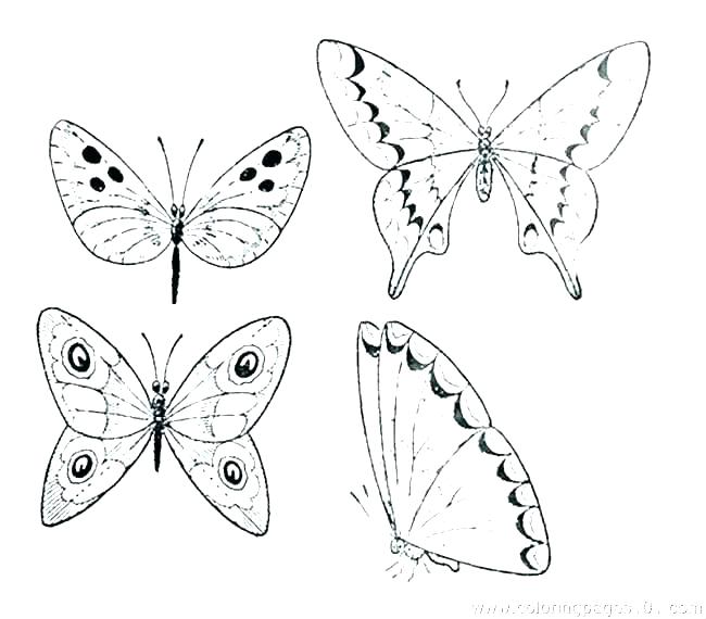 Butterfly Life Cycle Coloring Page at GetColorings.com | Free printable