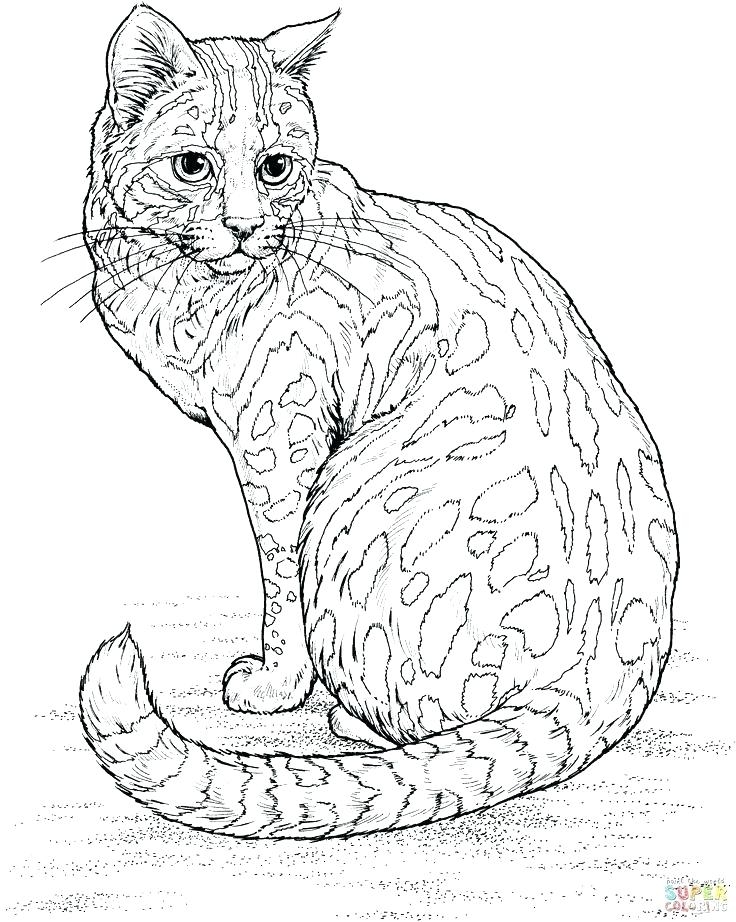 Calico Cat Coloring Page at GetColorings.com | Free printable colorings