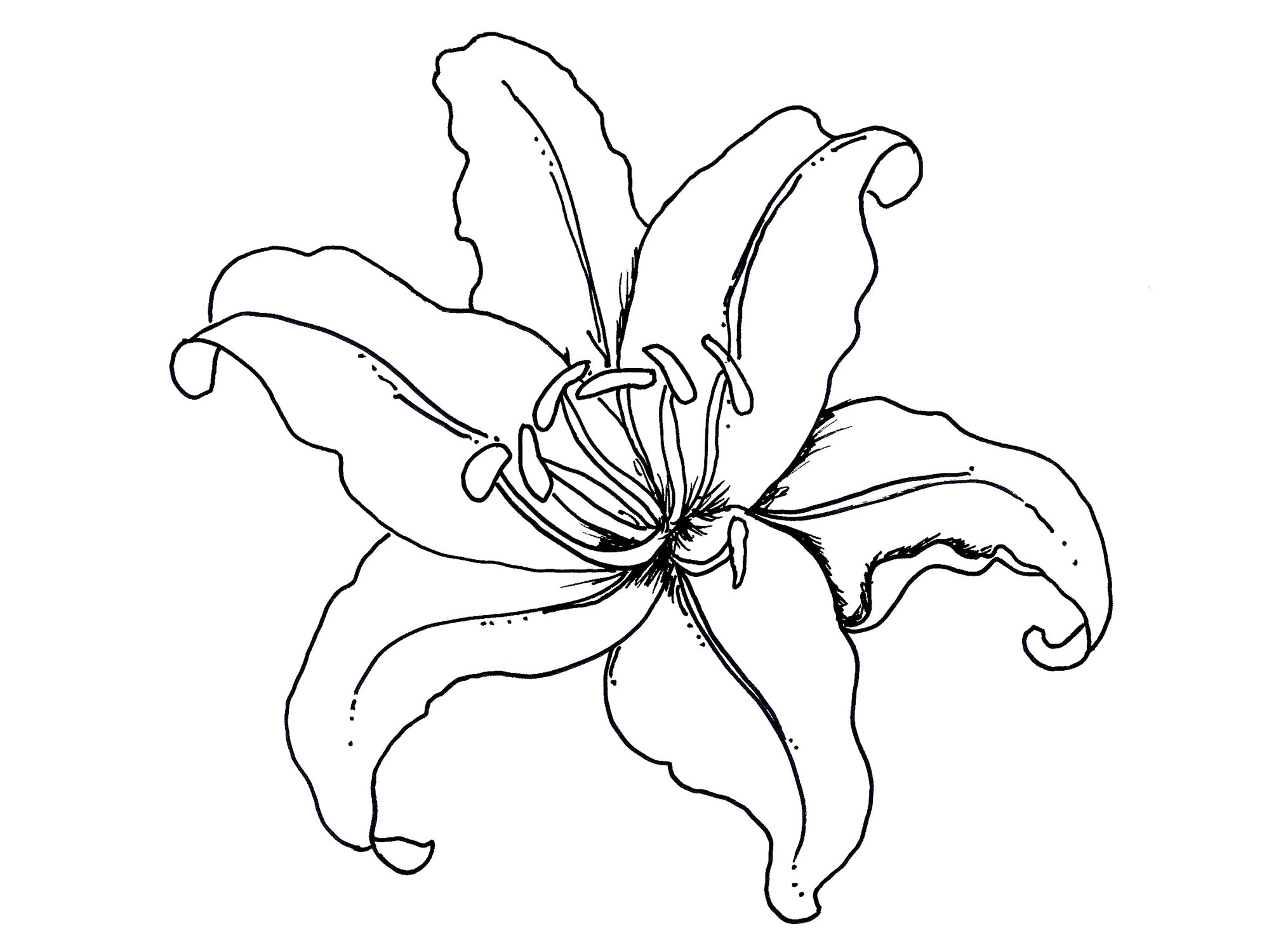 Calla Lily Coloring Pages at Free printable