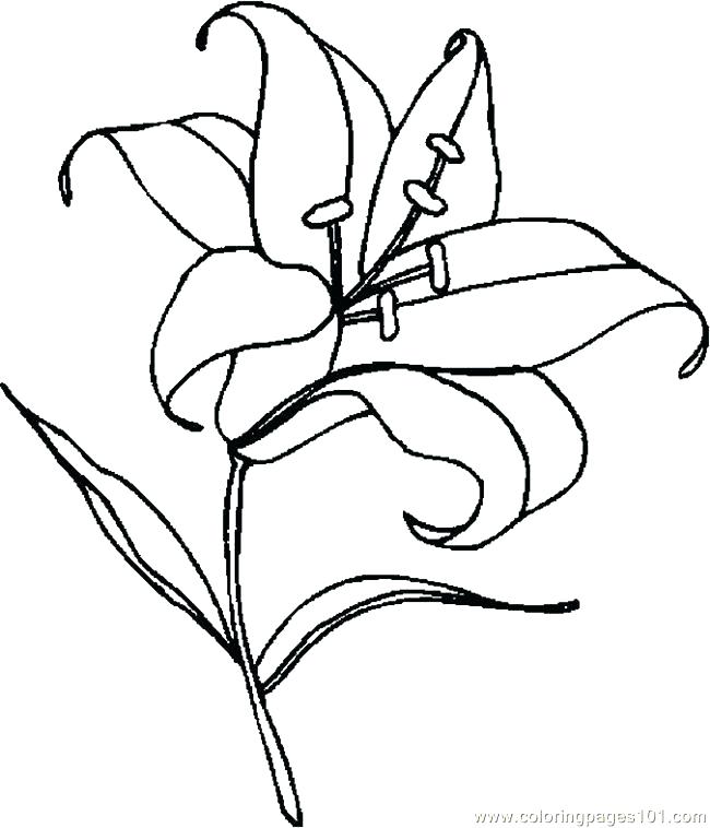 Calla Lily Coloring Pages at Free printable