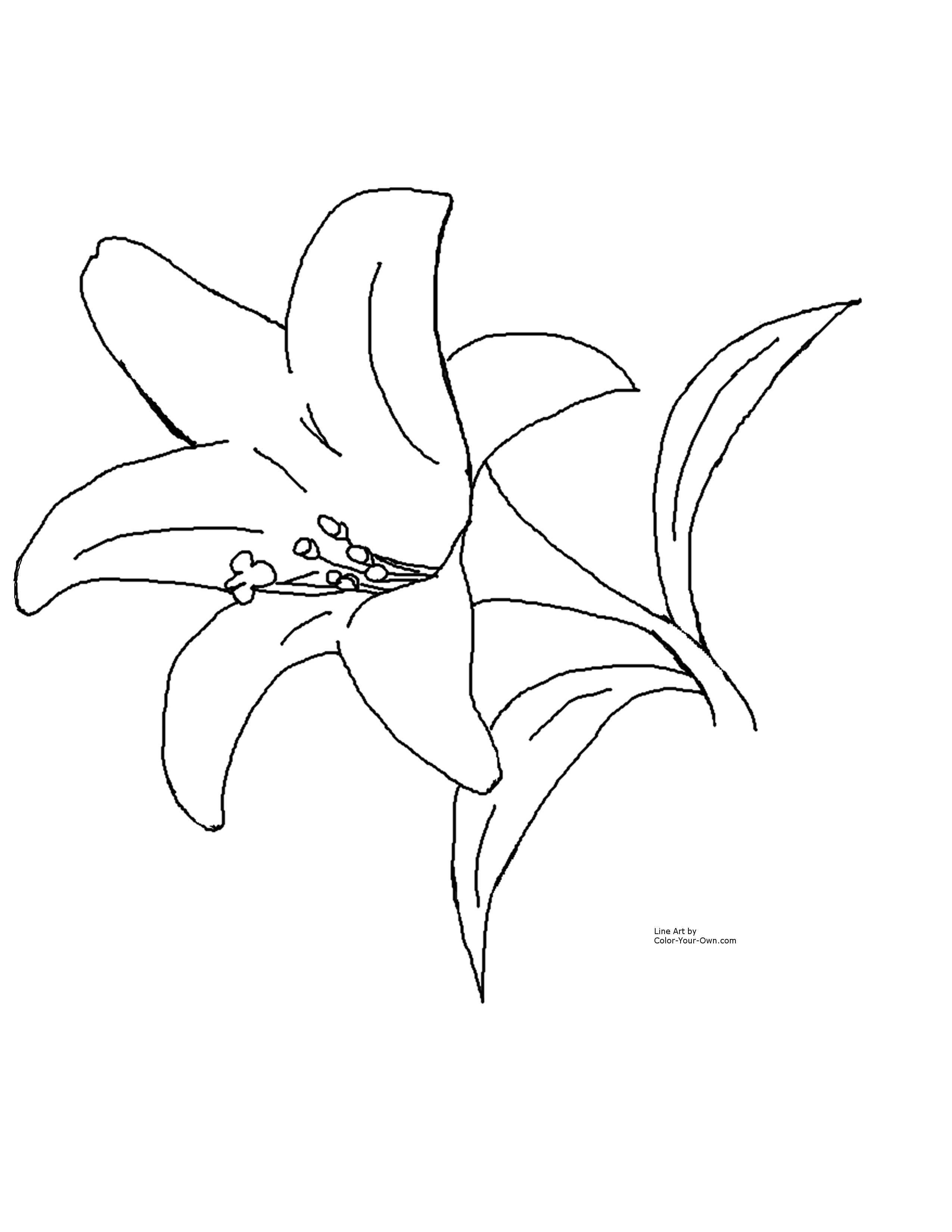 Calla Lily Coloring Pages at Free printable