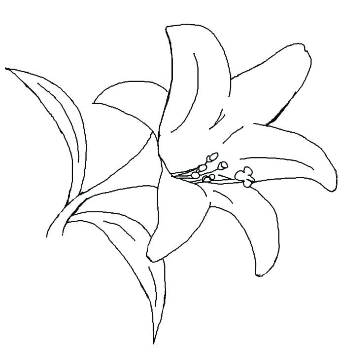 Calla Lily Coloring Pages at GetColorings.com | Free printable