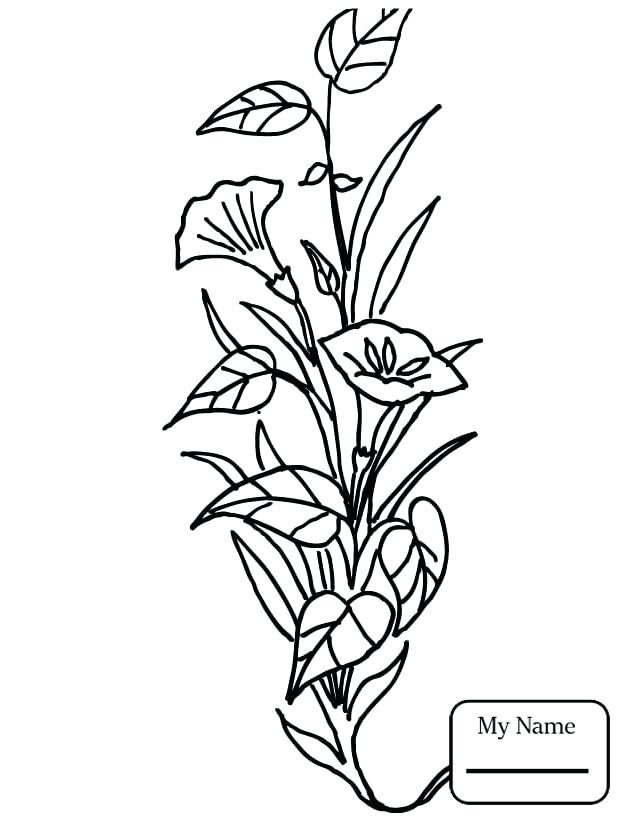 Calla Lily Coloring Pages at GetColoringscom Free