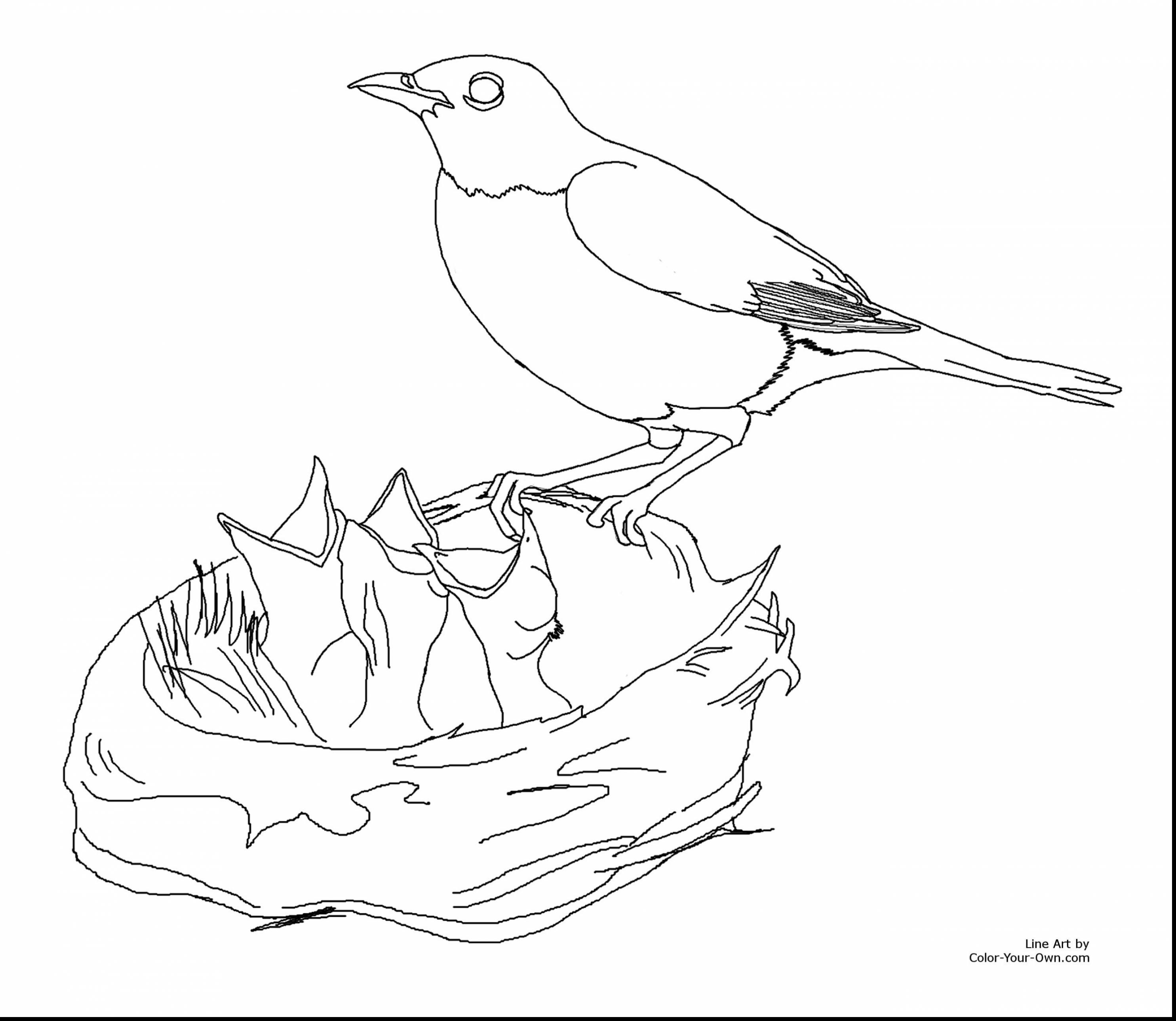 Canary Coloring Page at GetColorings.com | Free printable colorings
